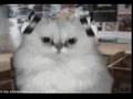 Rave Heaven V. Record Store Cats
