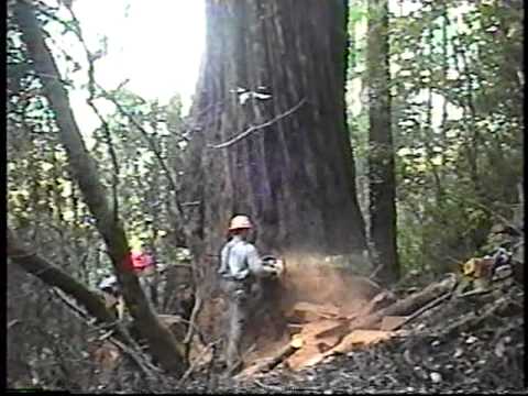 redwood - California Redwood that I fell in Humboldt County in spring of '02. 9 feet inside bark diameter; 33000 board feet, only 130 feet tall because the top had bl...