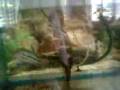 videos de Sagittarius...