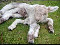 Deformed Animals