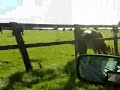 Idiot in car tailgating making stupid dumpvalve noises,towed - Thumb #3