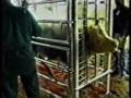 Beef Recall - Largest in History! Beef Recall - Largest in History!