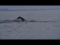 Bell Island Swim