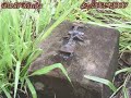 efa estrada de ferro araraquara - Tanabi