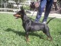 AMIGOS DEL PINSCHER MINIATURA!!!! AMIGOS DEL PINSCHER MINIATURA!!!!