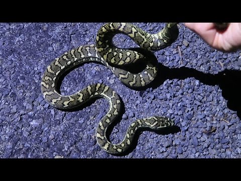 YouTube reptile video
