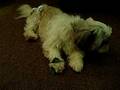 videos de porkie eating kamote