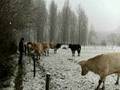 videos de Snow is falling in my house