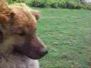 Chow Chow & Curry Chow Chow & Curry