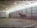 timmy-free-jumping.html