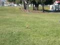 videos de Rocket launch at Wilson Park 2/2