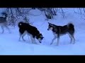 WOW AKK Klee Kai and Esperanza Klee Kai playing in the snow at Forest Falls