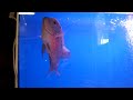 Flowerhorn