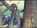 Python climbing tree Python climbing tree