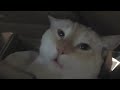 The Cat In The Box