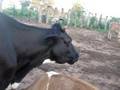 ordeño de vaca holstein / en la finca machin