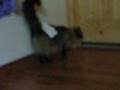 Re: MEAN KITTY - How To Annoy Your Cat... The Nice Way!