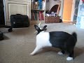 Curious Bunny Stalks Cockatiel Curious Bunny Stalks Cockatiel