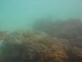 Great Barrier Reef 3 - Turtle