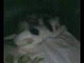 videos de mijn poesjes