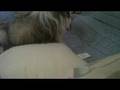 boy humped by dog