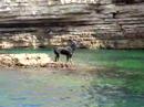 Face on the Sea (Kerpe - Black Sea)