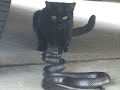 A Snake and cat