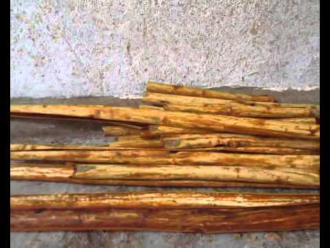 how to harvest cinnamon