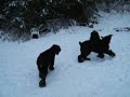 Black Russian Terriers . . . snow play!