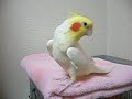 Cockatiel sings Pigeon Coo Coo Cockatiel sings Pigeon Coo Coo