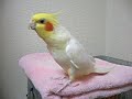 Cockatiel sings Pigeon Coo Coo