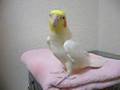 Cockatiel sings Pigeon Coo Coo