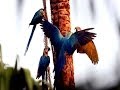Click to View : Bird Sounds