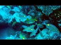 Plongée décevante à l'île Maurice: pas de soleil, peu de poissons, mais beaucoup de courant!