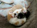 Kätzchen - kitten - gatitos Kätzchen - kitten - gatitos