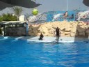 Dolphinella sharm el sheik