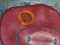 EPR pinocytose