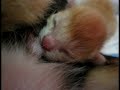 Newborn Kittens