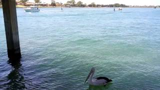 Pelican under Old Mandurah Bridge