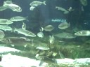 barcelona acquarium
