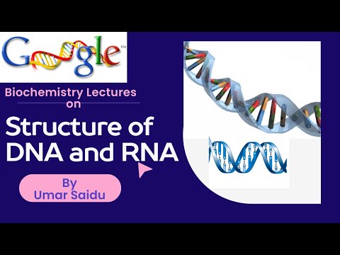 Structure of DNA and RNA