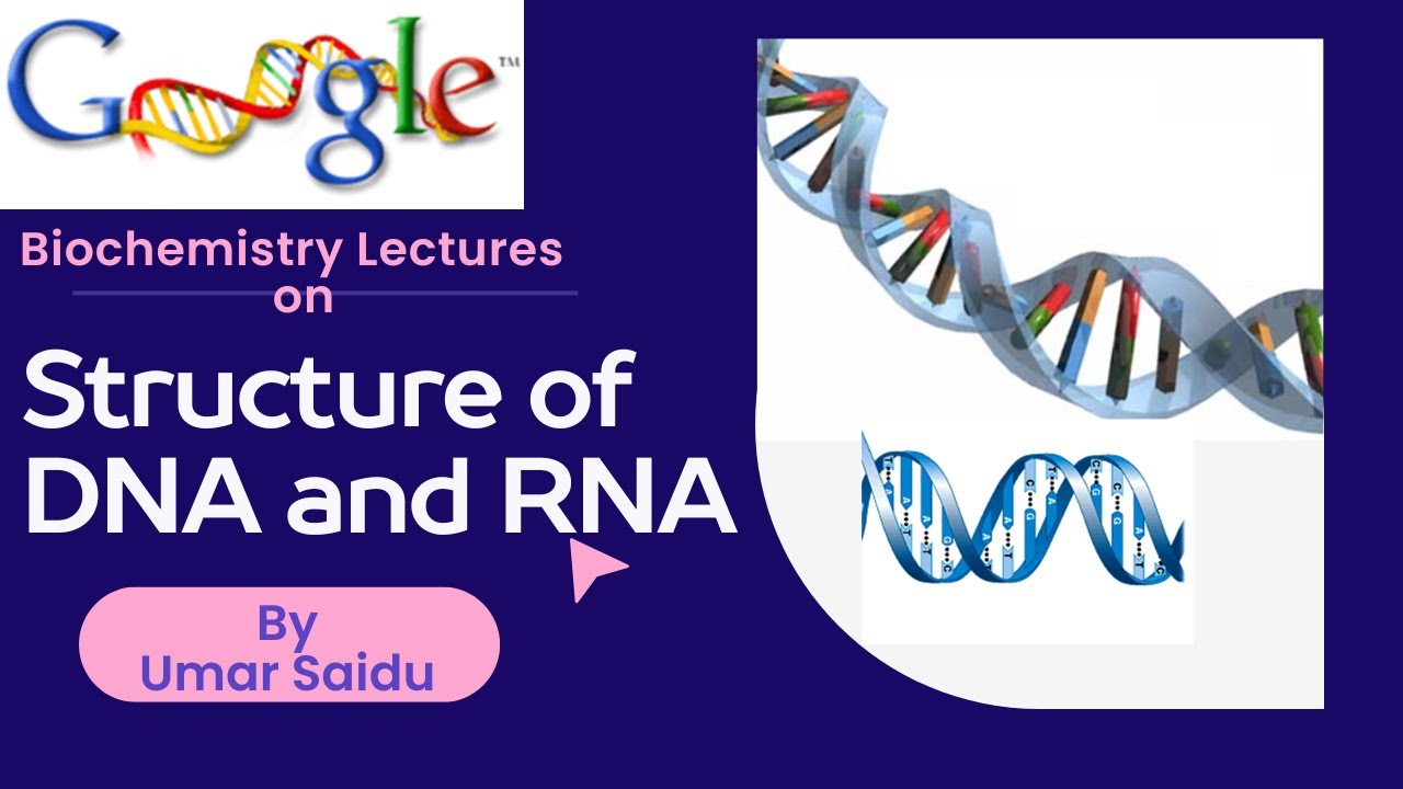 Structure of DNA and RNA