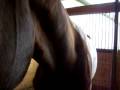 Saddlebred paint