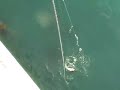 Juno Pier & Beach Cobia Fishing Juno Pier & Beach Cobia Fishing