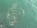 YouTube - Juno Pier & Beach Cobia Fishing