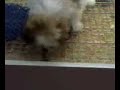 Dog eats own poo