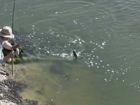catching mullet