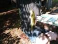 videos de Boot Lake 2008