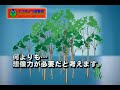 エコライフ研究所   ｃｍ（ｃｇイメージ）