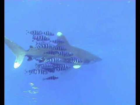 2005-10 Marsa Alam Deep South Scuba ...